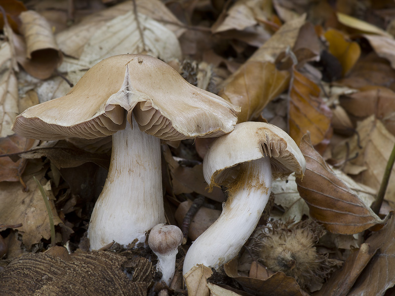 Cortinarius turgidus